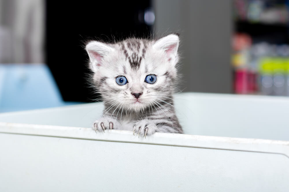 American Shorthair Kitten Photos