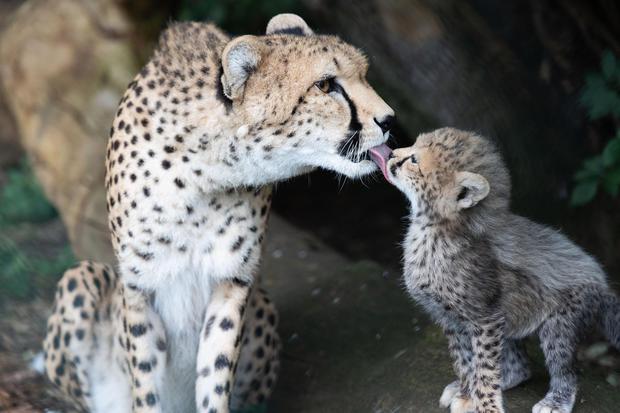 Beautiful Cheetah And Little One