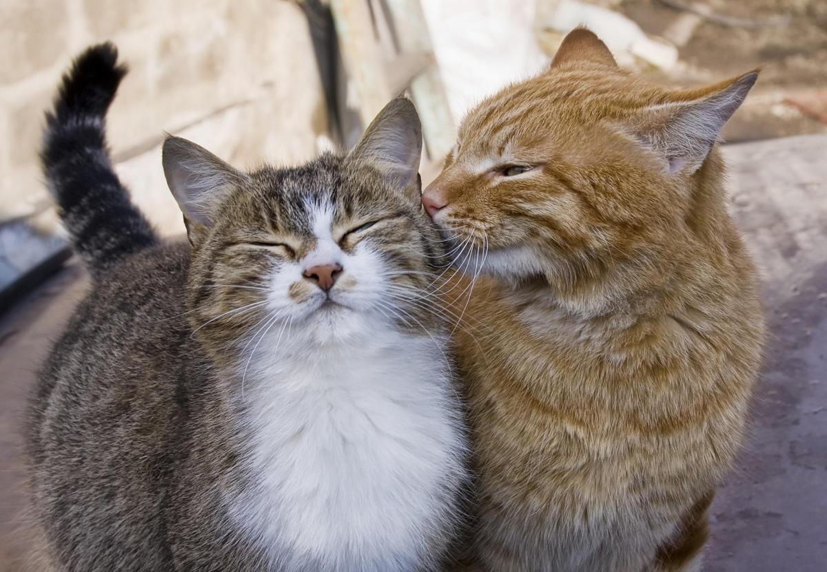 Beautiful Couple Cat Pictures
