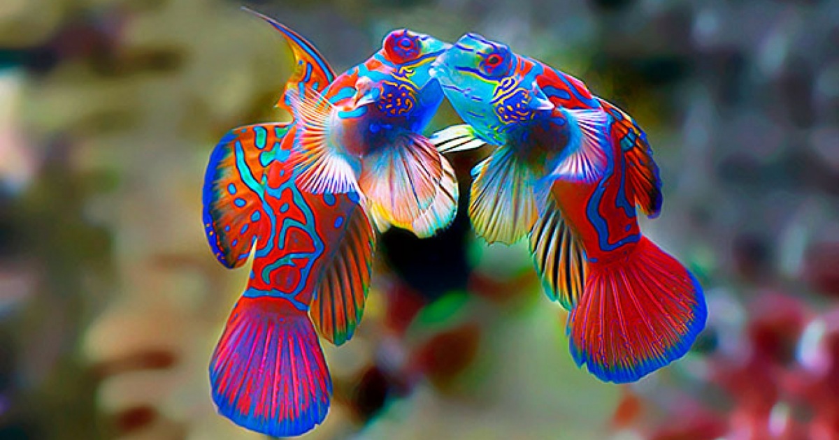 Beautiful Couple Mandarinfish Fotos