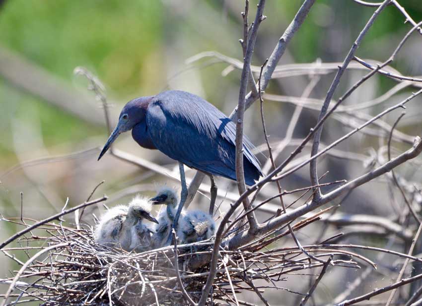 Blue Heron With Baby Bird Image