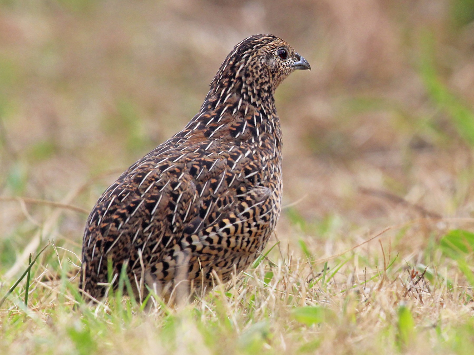 Brown Quail Pictures