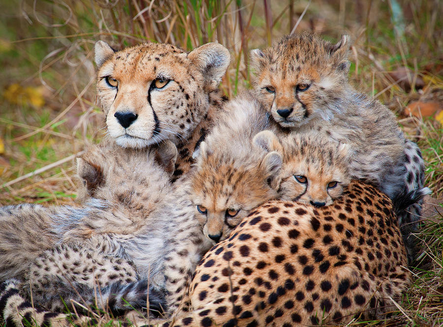 Cheetah And Cubs Images