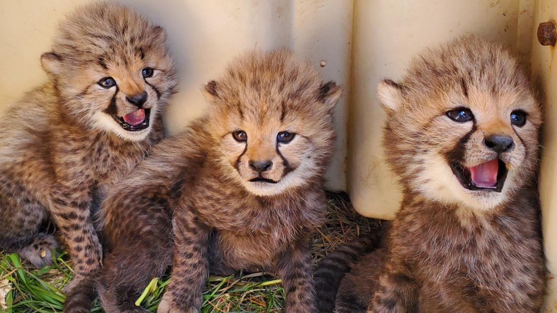 Cheetah Cubs Pictures