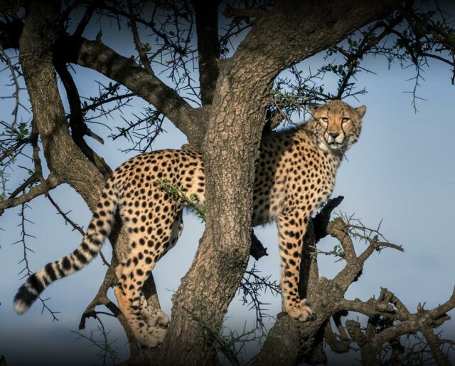 Cheetah On Tree Photos