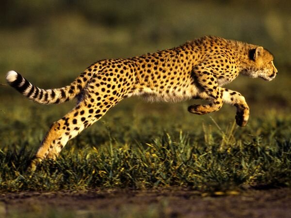 Cheetah Running Photos