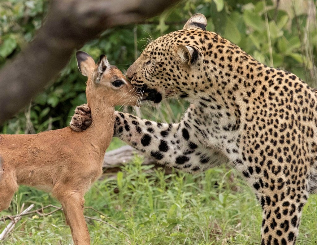 Cheetah Unseen Still With Deer