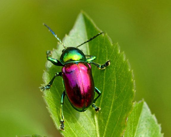 Christmas Beetle Picture