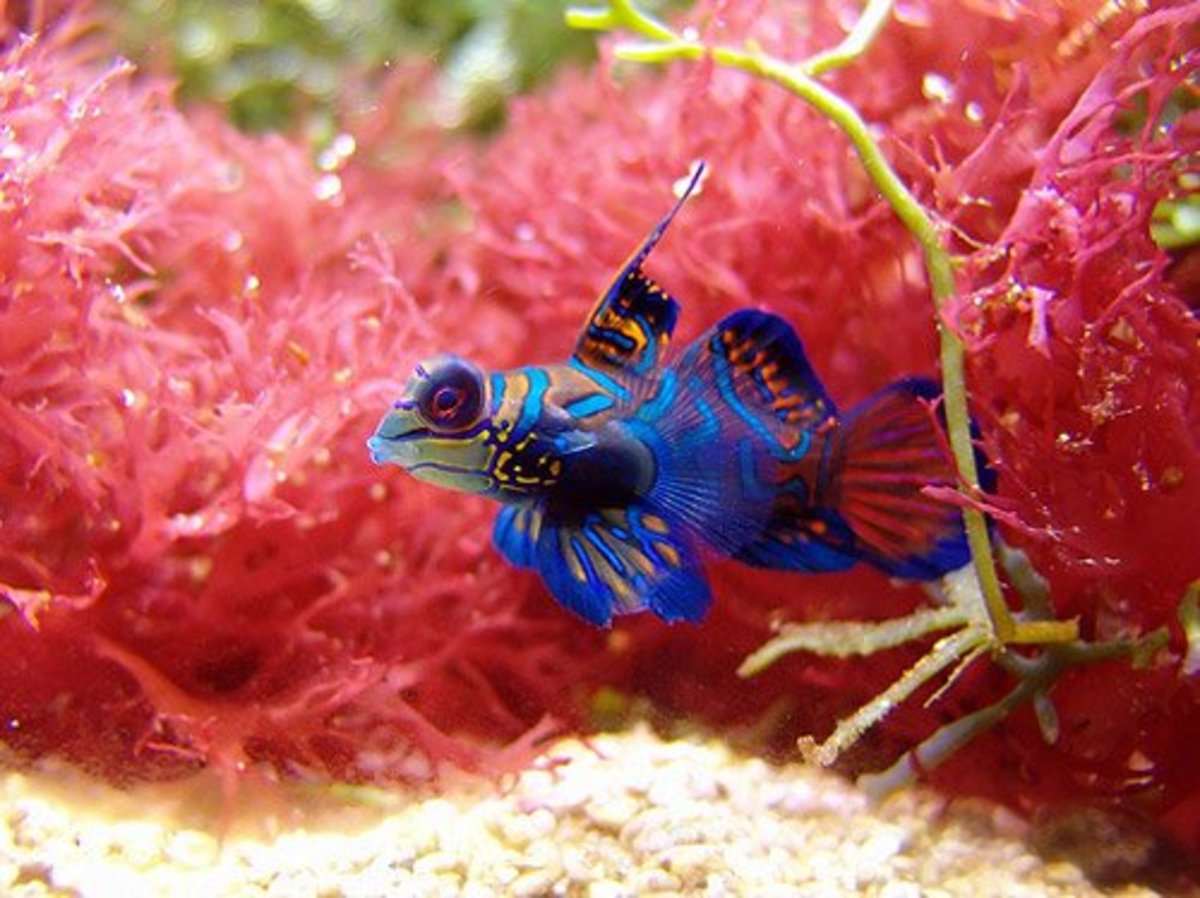 Colorful Mandarin Fish