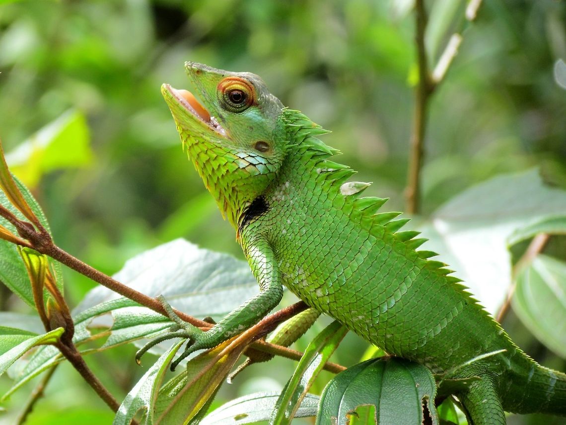 Common Green Lizard Pics