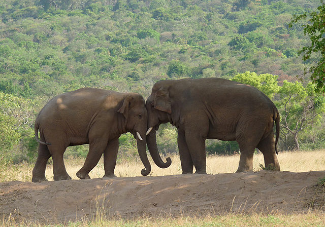 Couple Elephant Photos