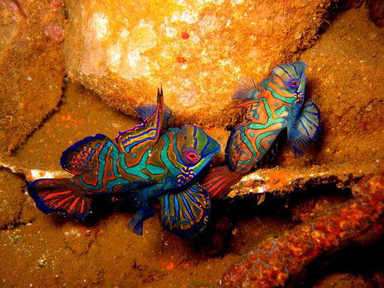 Couple Mandarin Fish