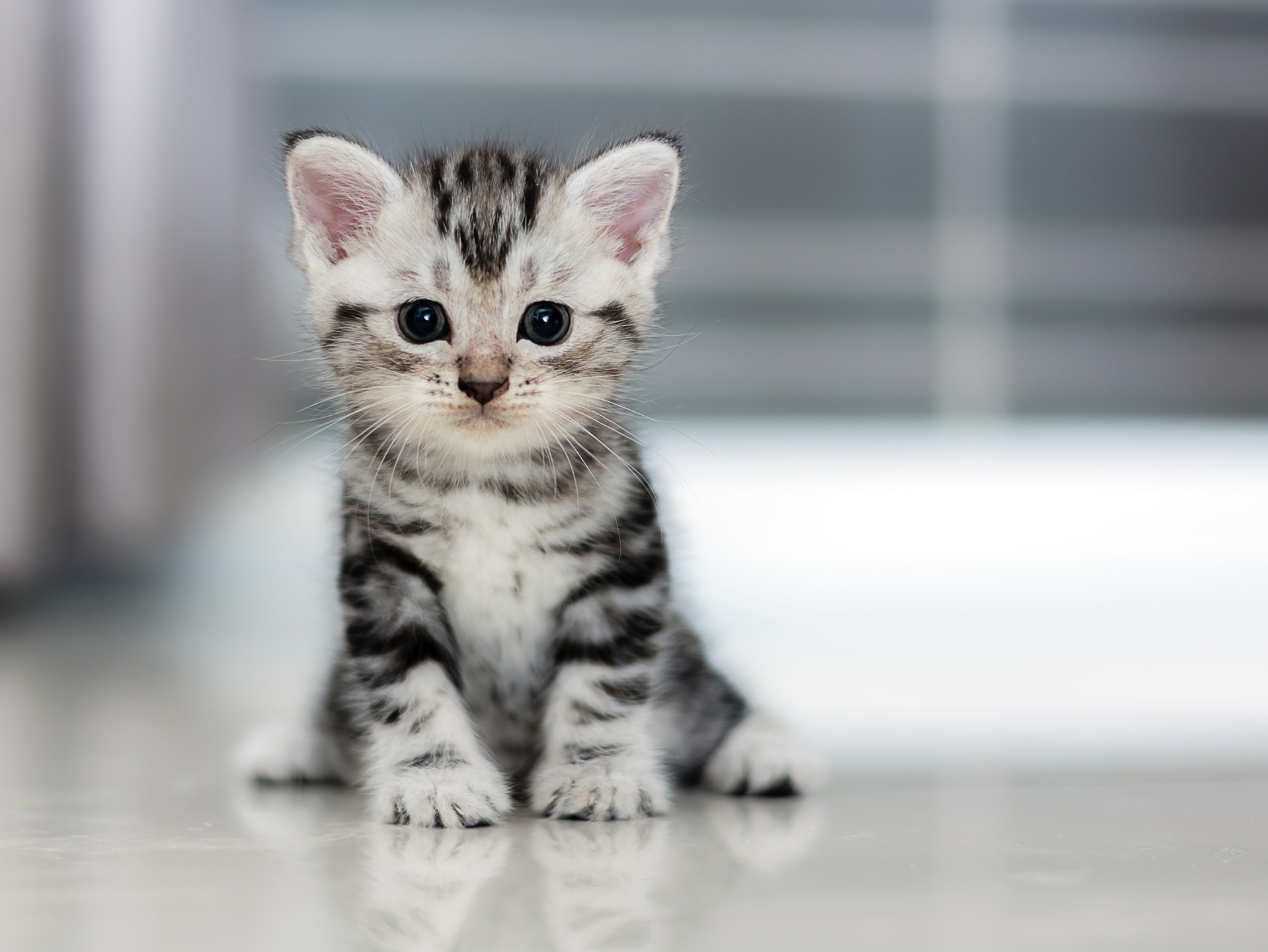 Cute American Shorthair Cat
