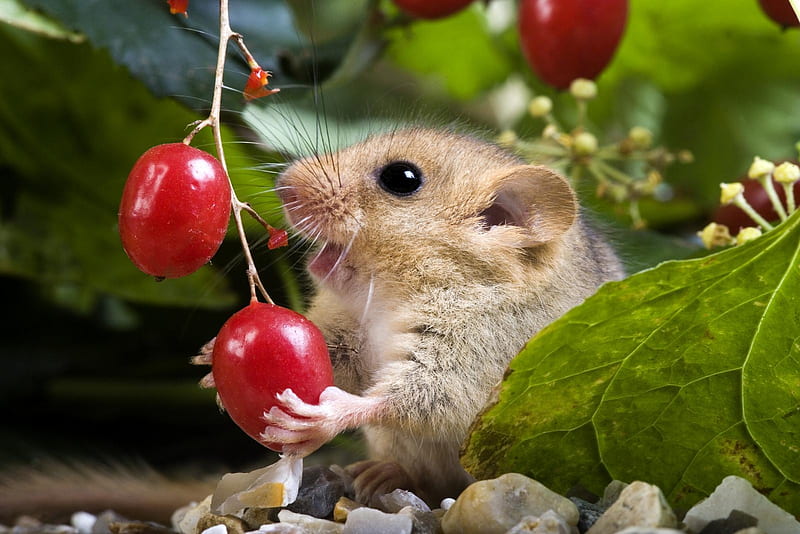 Dormouse Eating Red Berry