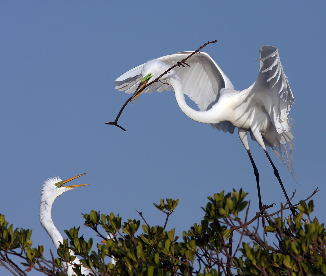 Egret Birds Fotos
