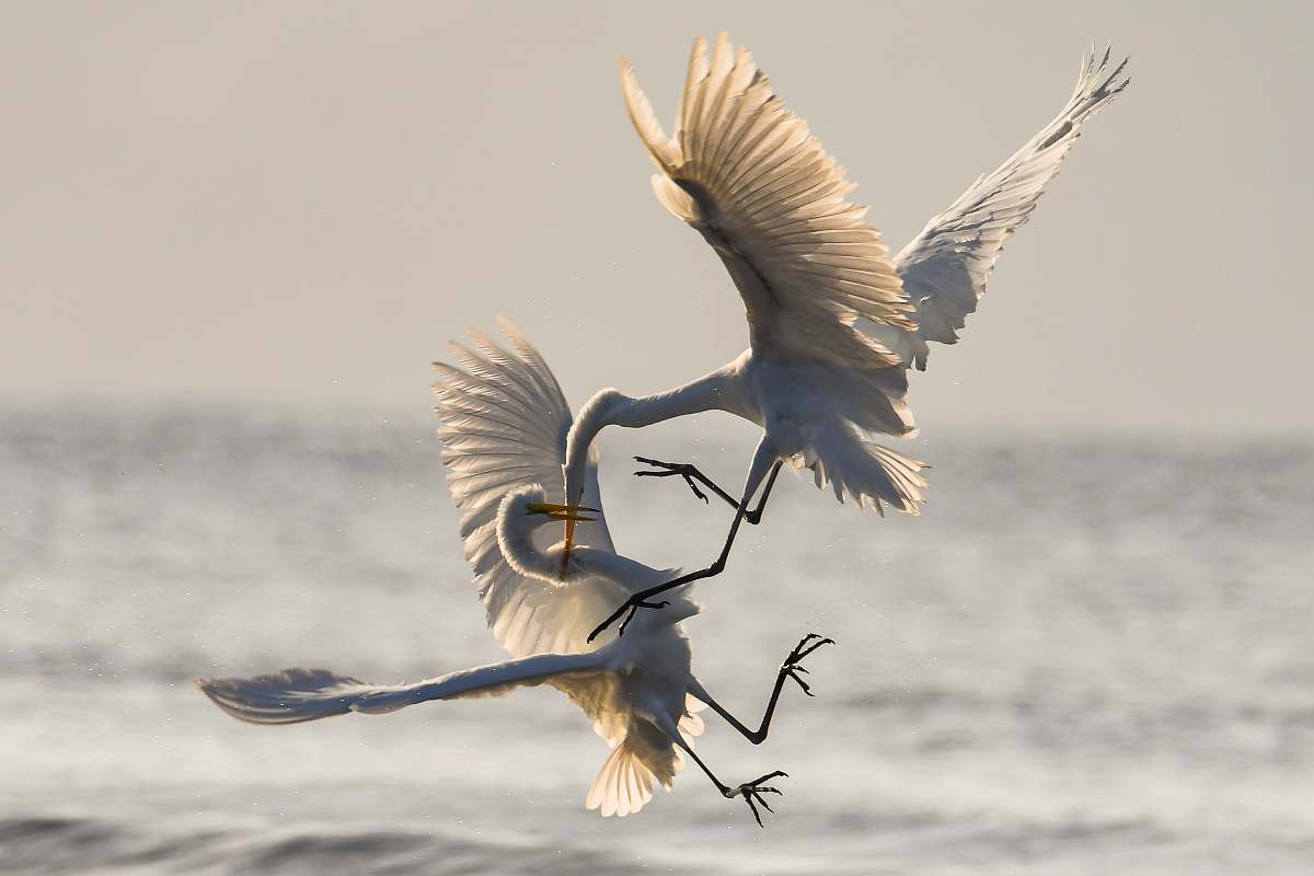 Egret Fighting While Flying Image