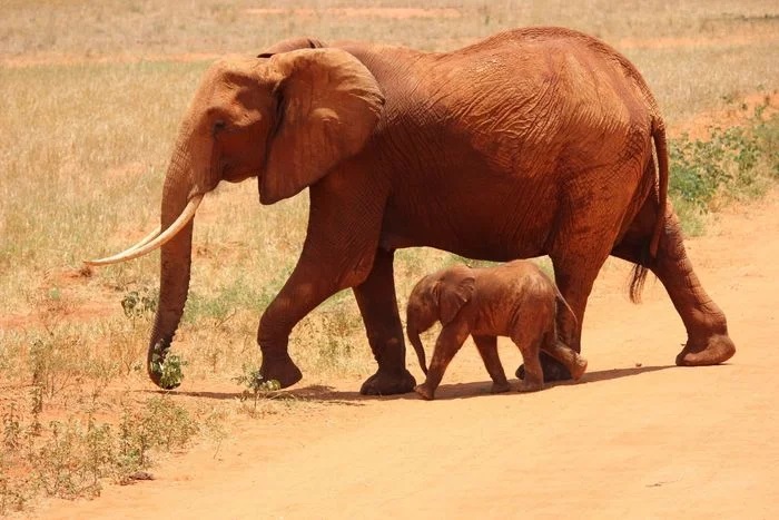 Elephant Wildlife Photography