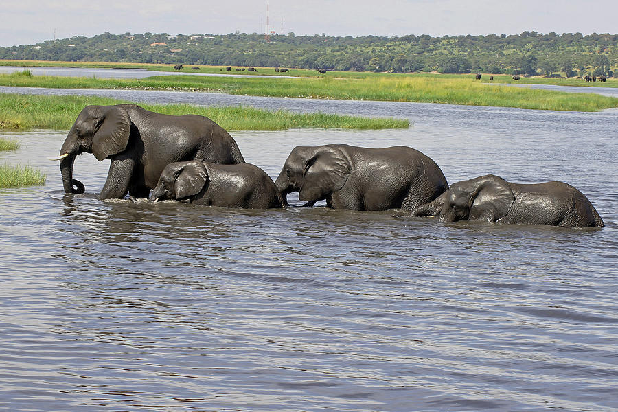 Elephants Crossing River Images