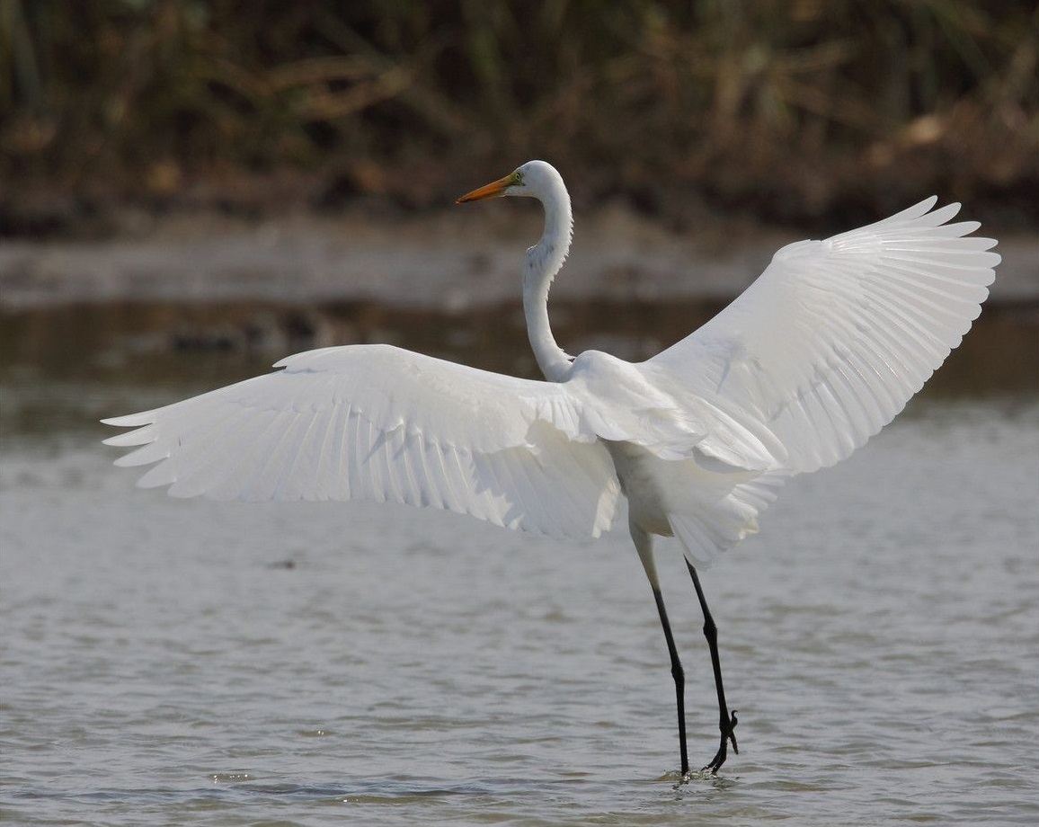 Flying Egret Stills