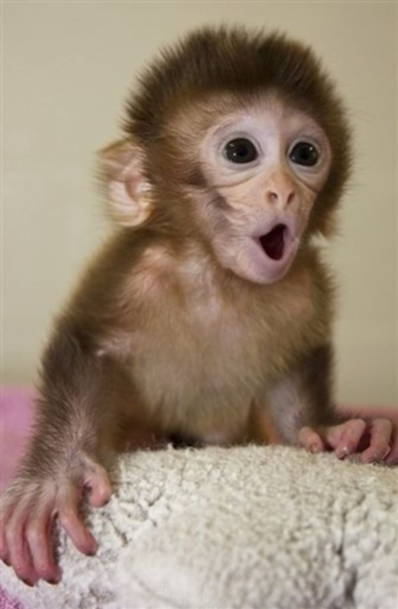 Funny Baby Monkey Wallpaper