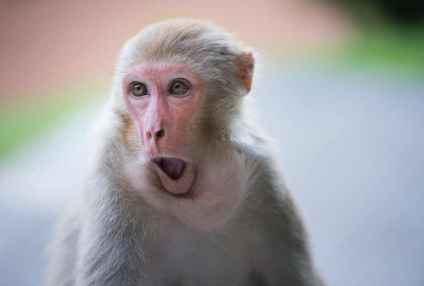Funny Monkey Fotos
