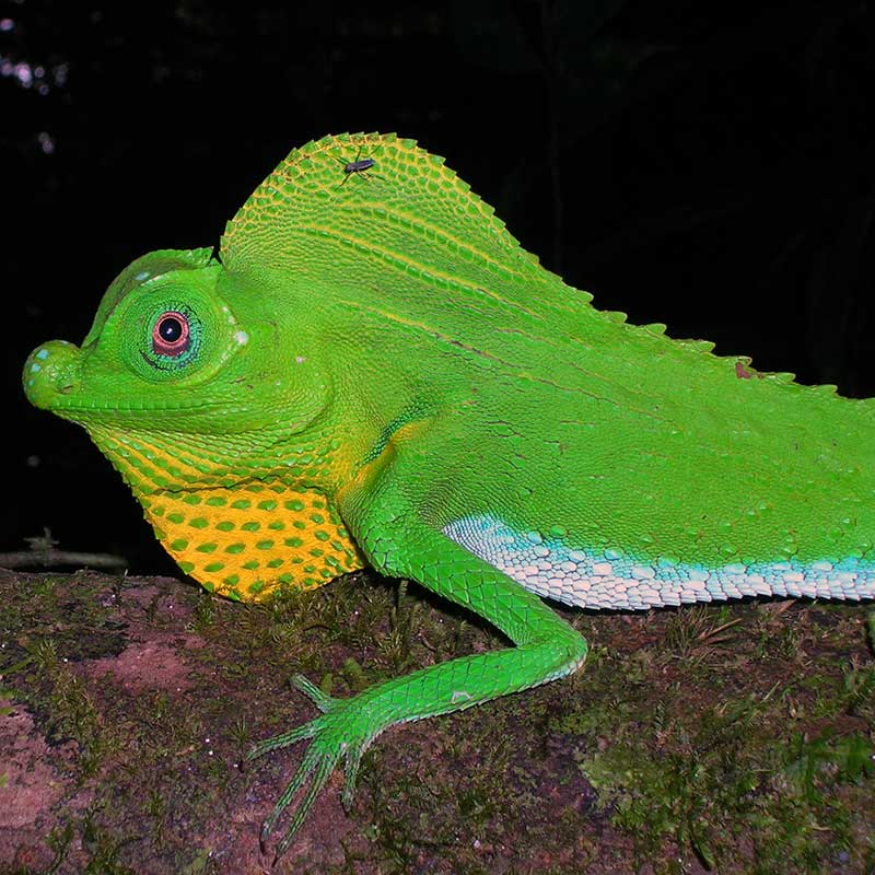 Green Lizard Photos