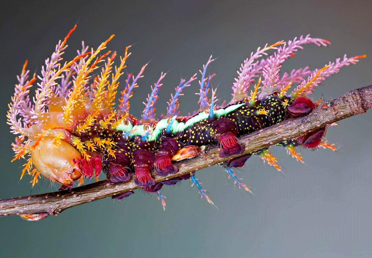 Jewel Caterpillar Fotos