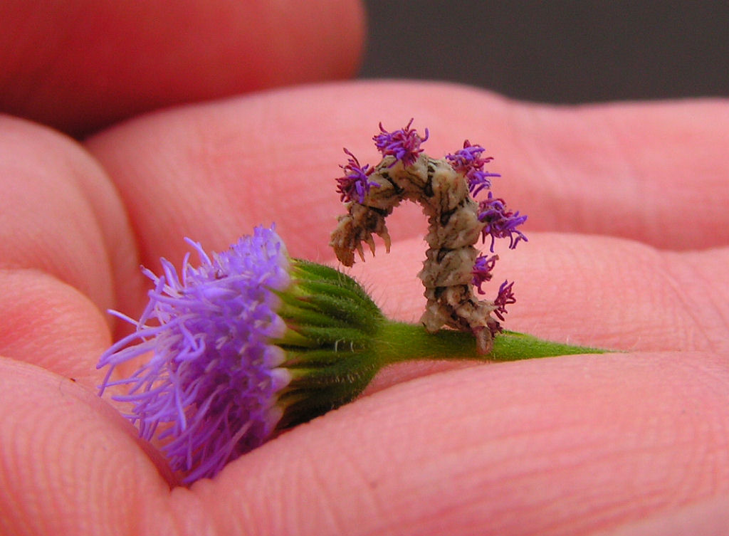 Jewel Caterpillar On Flowers