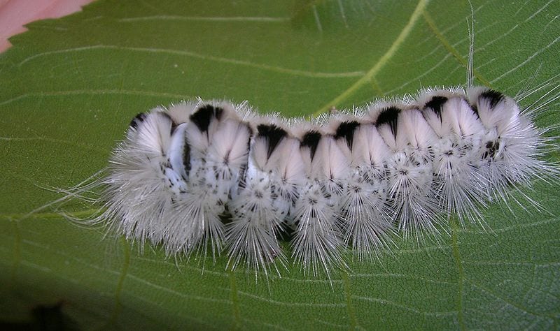 Jewel Caterpillar Photos