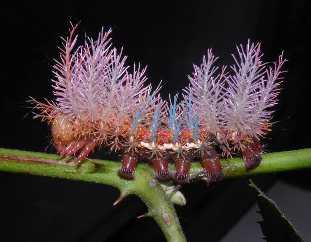 Jewel Caterpillar Rare Images