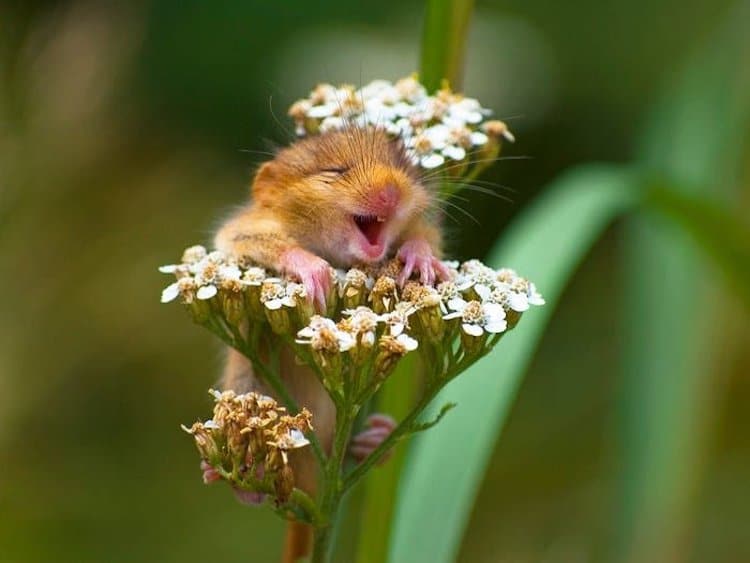 Laughing Dormouse Pictures