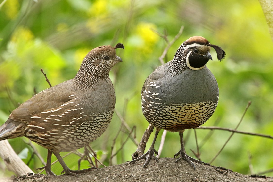 Male And Female Quail Images