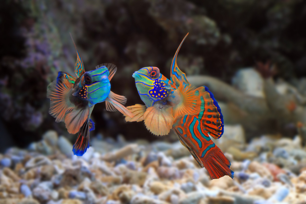 Mandarin Colorful Fish