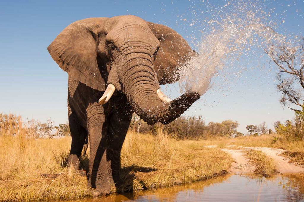 Nature Photography Elephant