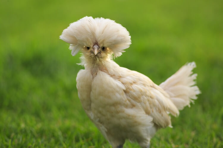 Polish Chicken Pictures