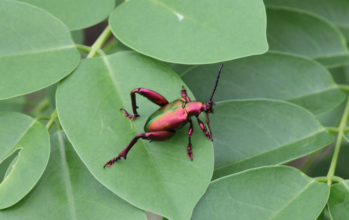 Red And Green Christmas Beetle Photos
