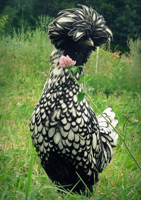Silver Laced Polish Chicken Images