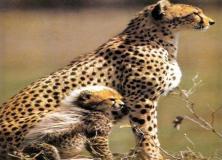 Amazing Cheetah Pictures