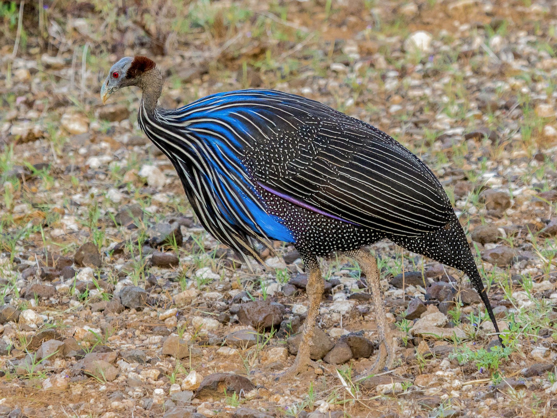 Vulturine Guineafowl Pictures