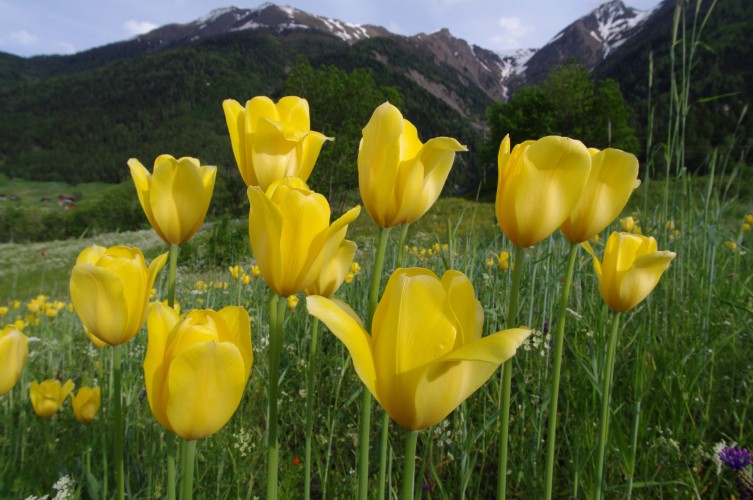 Amazing Yellow Color Tulip Images