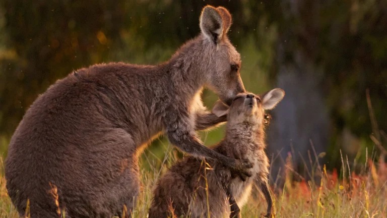 Australian Kangaroo Gallery