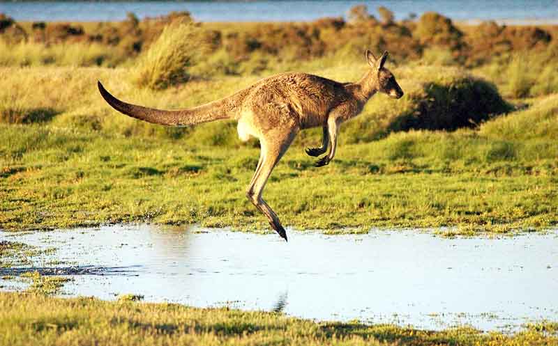 Australian Kangaroo Jumping Images