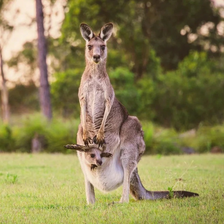 Australian Kangaroo Wallpaper