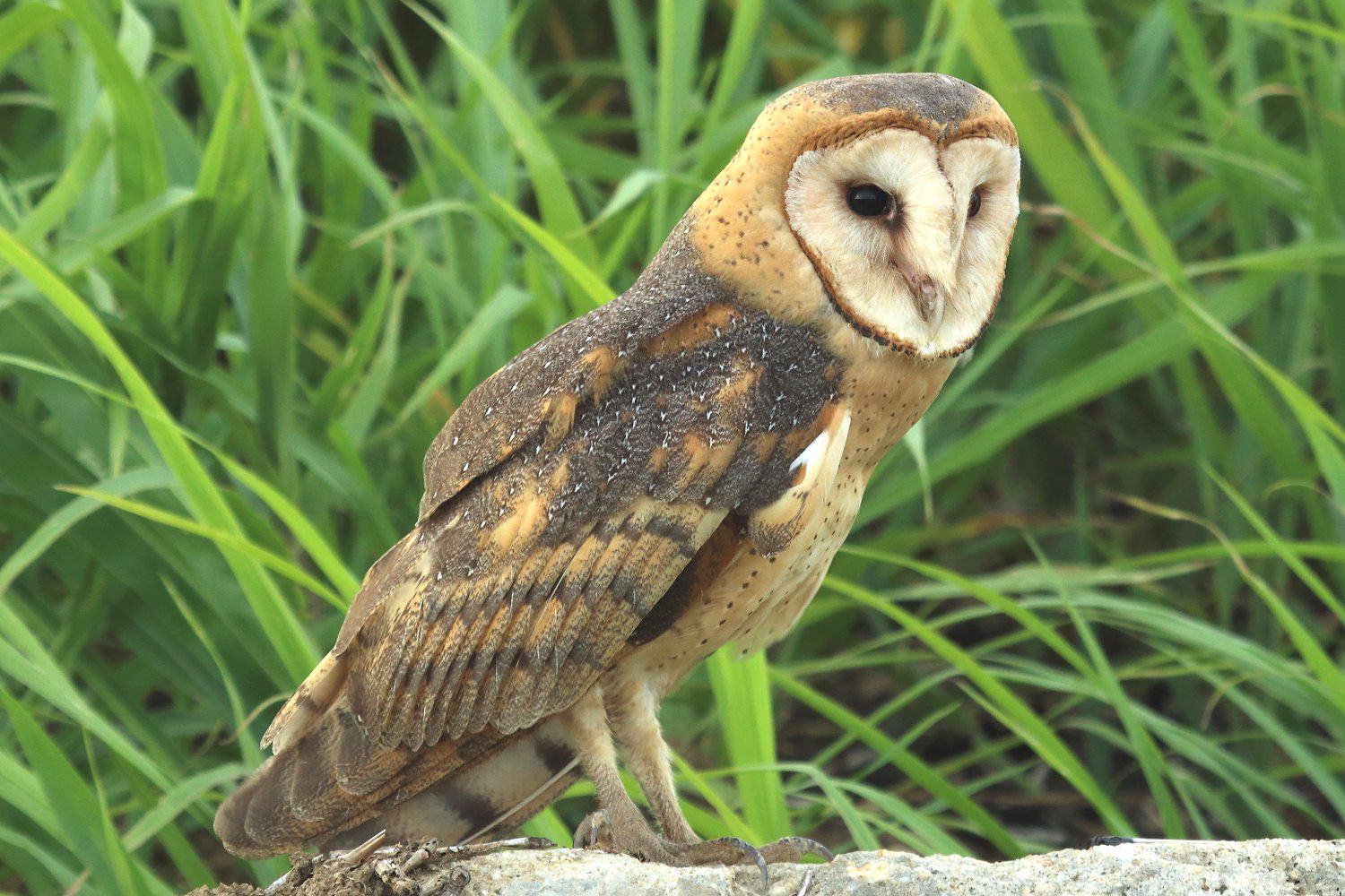 Barn Owl Beautiful Pictures
