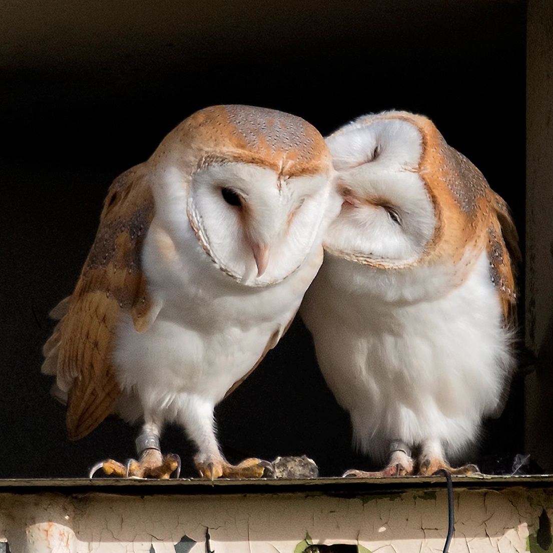 Barn Owl Cute Photos