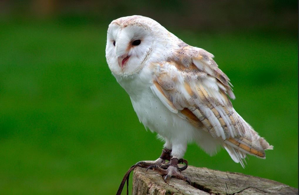 Barn Owl Exclusive Pics