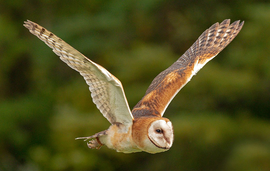 Barn Owl Flying Images