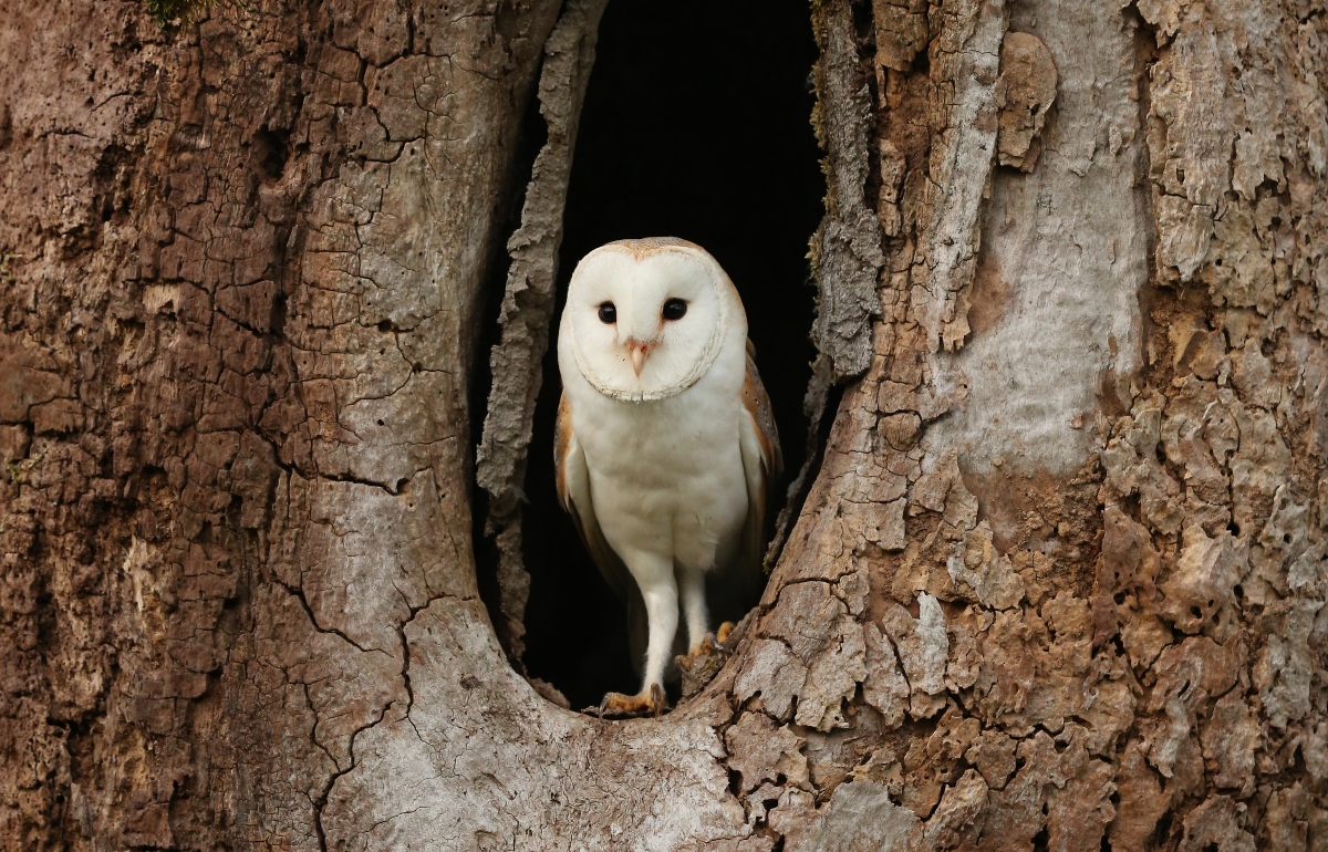 Barn Owl In Tree