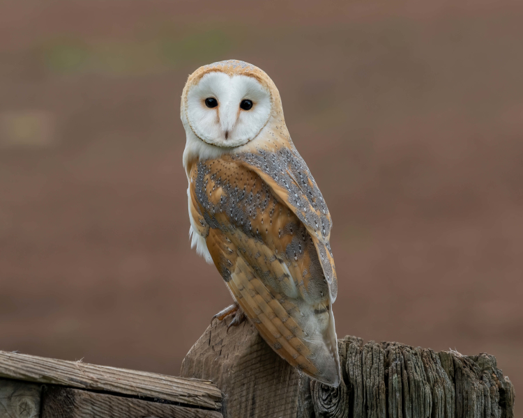 Barn Owl Rare Pictures