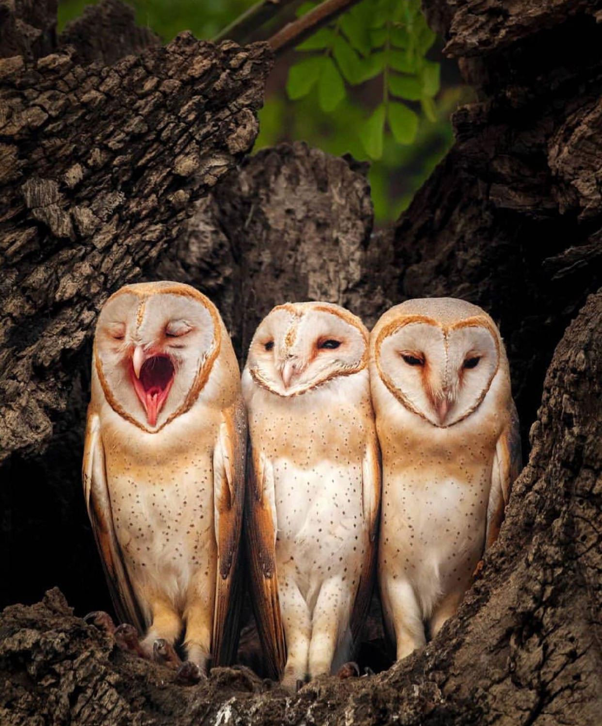 Barn Owl Unseen Fotos